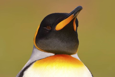 Head of penguin. Bird from Falkland Islands. Detail portrait of king penguin in Antarctica