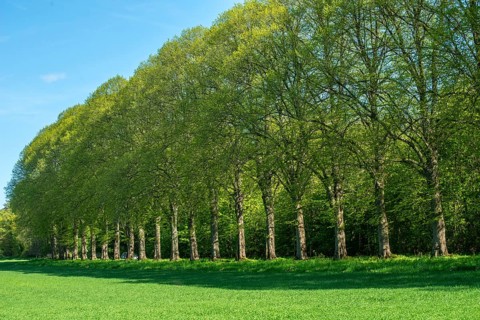 Alley of elm trees in Köpingebro, Ystad municipality, Skåne county, Sweden, Scandinavia