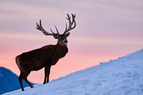 Red deer (Cervus elaphus) stag on a snowy meadow in the mountains in tirol at sunset, Kitzbühel,