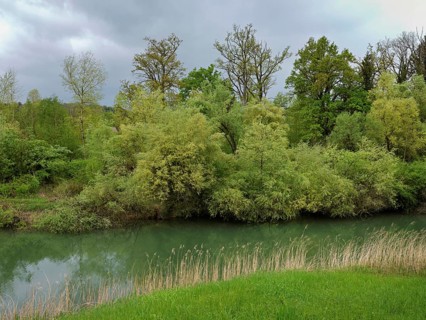 Small stream leads through forest, Siebeneichen nature reserve, Merenschwand, Freiamt, Canton