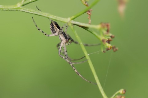 Autumn spider (Metellina segmentata, Meta segmentata), North Rhine-Westphalia, Germany