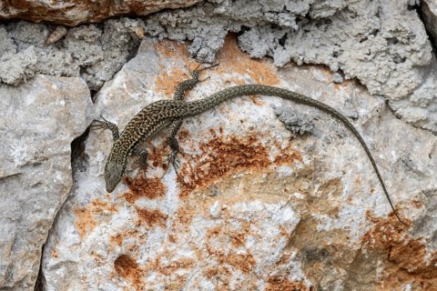 Sicilian wall lizard (Podarcis waglerianus), Sicily, Italy