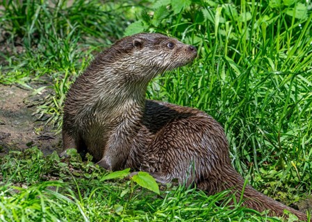 Eurasian otter, European river otter (Lutra lutra) resting in grassland along river bank, riverbank