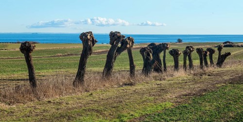 Row of pruned willow trees (Salix) at Skillinge, Simrishamn municipality, Skåne county, Sweden,