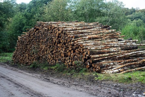 Pile of birch logs at forest road in Snogeholm, Sjöbo municipality, Skåne county, Sdinaviaweden,