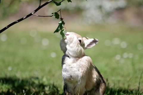Domestic rabbit (Oryctolagus cuniculus domestica), garden, hazelnut bush, eating, stretching,