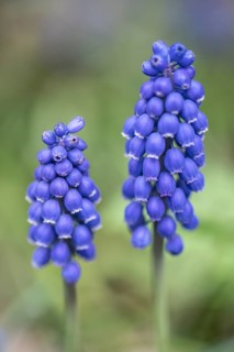 Pearl hyacinth (Muscari botryoides), Emsland, Lower Saxony, Germany
