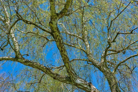 View through branched birch tree in front of clear blue sky, Seckmauern, Lützelbach, Odenwald,