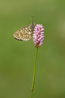 Ringoogparelmoervlinder op adderwortel, Bog Fritillary on bistord