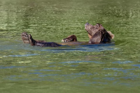 Grizzly Bear (Ursus arctos horribilis) swimming and relaxing, British Columbia, Canada