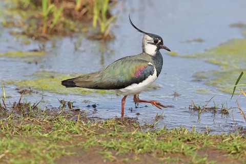 Lapwing (Vanellus vanellus), in splendid plumage, foraging on a moor, wildlife, Lembruch, Ochsen
