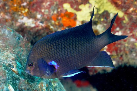 Neon reef perch (Abudefduf luridus), dive site El Cabron Marine Reserve, Tufia, Gran Canaria,
