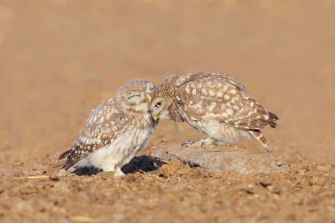 Little owl (Athene noctua) Two young birds sitting on the ground, grooming, cuddling, endangered