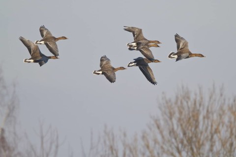 Taiga Bean Goose (Anser fabalis) flying, North Rhine-Westphalia, Germany