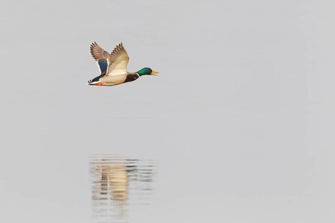 Mallard (Anas platyrhynchos) male calling in flight, Lake Neusiedl, Austria