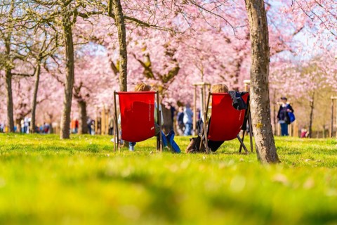 Two people sitting relaxed on deckchairs under cherry blossoms, cherry blossom garden, Schwetzingen