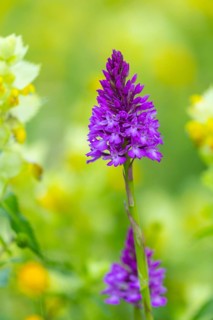 Pyramidal sendel (Anacamptis pyramidalis), orchid family (Orchidaceae), Ihringen, Kaiserstuhl,