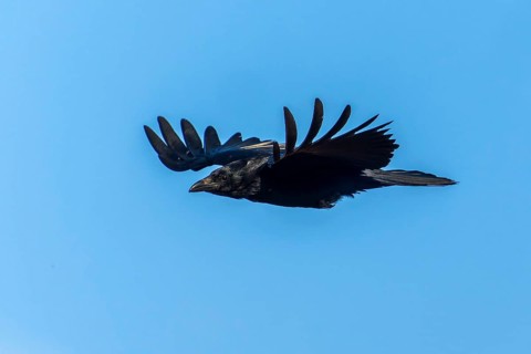 A black crow flies with outstretched wings in the sky, Raven crow (Corvus corone) wildlife, Germany