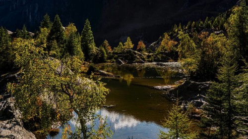 Hiking trail at Grünsee, Swiss stone pine (Pinus cembra), light mood, backlight, sun, tourism,