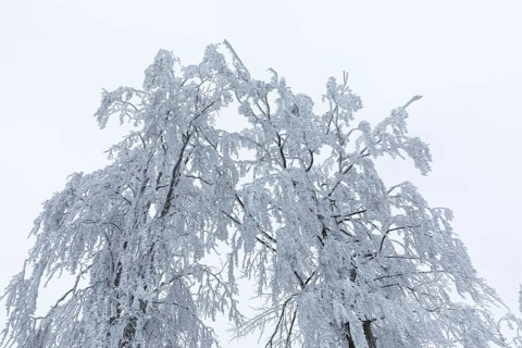 The treetops, thickly decorated with hoarfrost, bend under the weight, on the Czorneboh, Upper