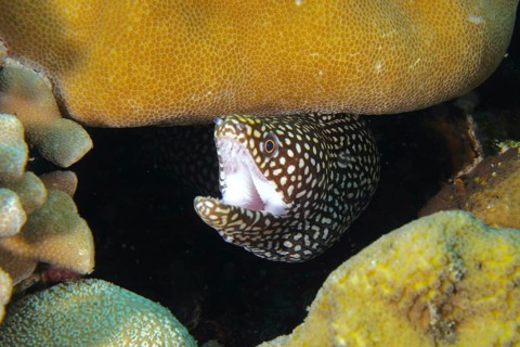 Pearl moray eel, white-mouthed moray eel (Gymnothorax meleagris) shows itself with open mouth