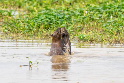 Capybara (Hydrochoerus hydrochaeris), at play, North Pantanal, Poconé, Mato Grosso, Brazil