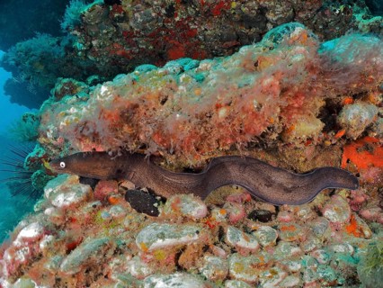 Black moray eel (Muraena augusti), Pasito Blanco reef dive site, Arguineguin, Gran Canaria, Spain,
