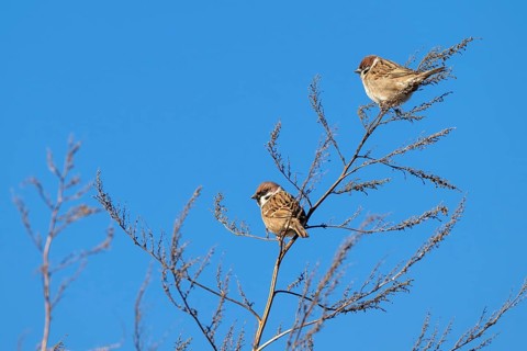 Tree sparrow (Passer montanus), two birds sitting in a bush, Münster, Tyrol, Austria