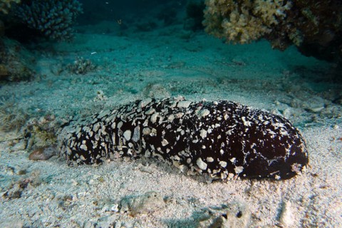Avicennia germinans (Holothuria flavomaculata) lies on sandy seabed, surrounded by corals, dive