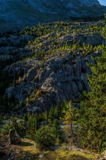 Hiking trail at Grünsee, Swiss stone pine (Pinus cembra), light mood, backlight, sun, tourism,
