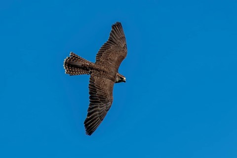 A falcon in the air over a blue sky, Saker falcon, (Falco cherrug), Germany