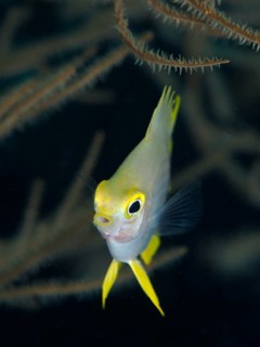 Small fish with yellow head, Golden damselfish (Amblyglyphidodon aureus) juvenile, looking