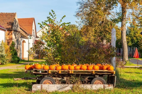 Ripe pumpkins lying on an old wooden trailer in front of a farm shop on a farm, village of Rieben
