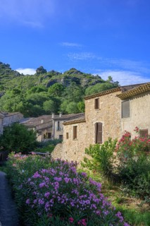 Blooming oleander and stone houses, Saint-Guilhem-le-Désert, Département Hérault, France