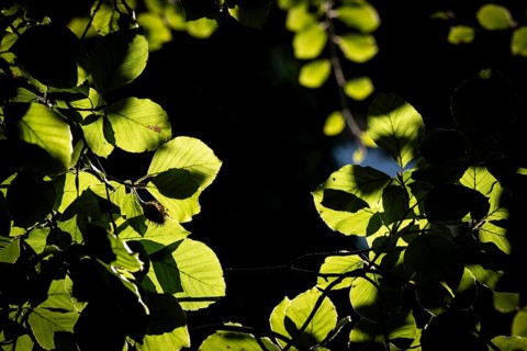 Leaves and branches of a beech tree, sculpture park, Humlebæk, Nivå Bugt, Hovedstaden, Øresund