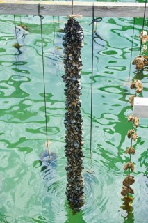 Blue (Mytilus edulis) mussel and Pacific oyster (Magallana gigas) on a rope at mussel farm of