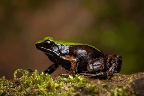A Mantella maneri frog in the rainforests of Marojejy National Park in north-east Madagascar