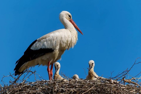 A stork in a nest with three chicks under a blue sky, white stork (Ciconia ciconia), wildlife,