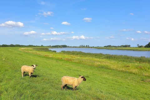 The river Ems near Weener with grazing sheep under a clear blue sky, East Frisia, Lower Saxony,
