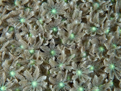 Dense tube coral (Clavularia viridis) with fine texture, dive site Pidada, Penyapangan, Bali,