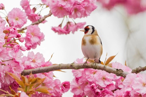 Goldfinch (Carduelis carduelis) on a branch full of pink cherry blossoms in a spring-like setting,