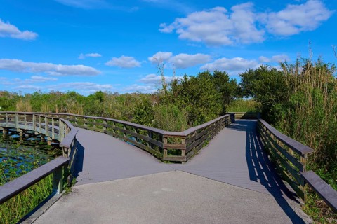 Wooden bridge splits in front of a blue sky with white clouds and surrounded by green plants,