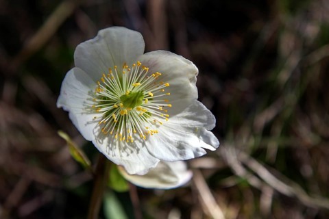 Snow rose (Helleborus niger), also known as Christmas rose or black hellebore, Hinterstein, Bad