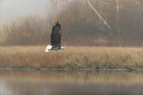 One Bald Eagle, Haliaeetus leucocephalus, flying over a small pond with reed gras on a foggy cold