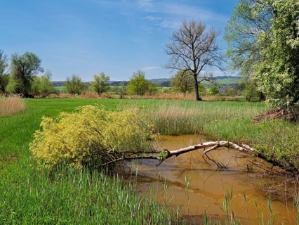Floodplain landscape, Reussspitz nature reserve, Maschwanden, Canton Zurich, Switzerland