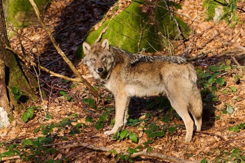 Close-up of a Eurasian wolf (Canis lupus lupus) in a forest in spring, Bavarian Forest National
