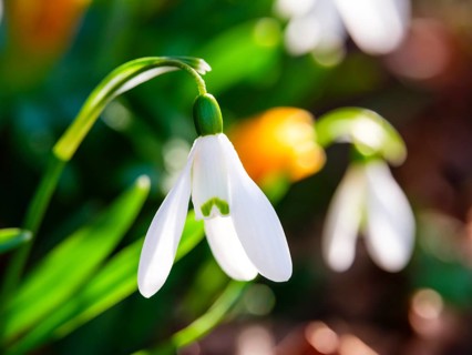 Snowdrop (galanthus nivalis), Bischofswiesen, Berchtesgadener Land, Upper Bavaria, Bavaria, Germany