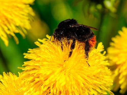 Field bumblebee (Bombus pascuorum) collects pollen in the flower of a dandelion (taraxacum),