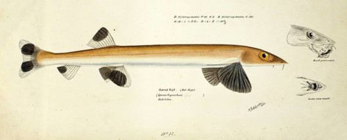Sandfish, Gonorynchus gonorynchus, beaked salmon or beaked sandfish, fish, reproduction of an