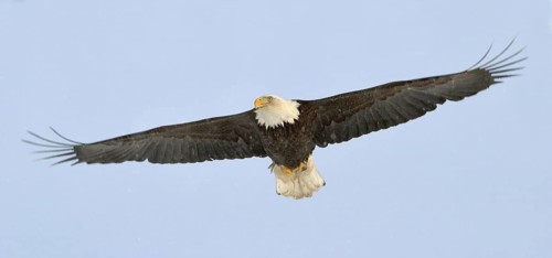Bald Eagle (Haliaeetus leucocephalus), Alaska, USA